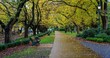 Rosalind Park Bendigo, Victoria, Australia rainy day