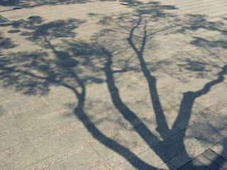 Aufkleber - Tree Branches shadow on cement Nature Abstract background