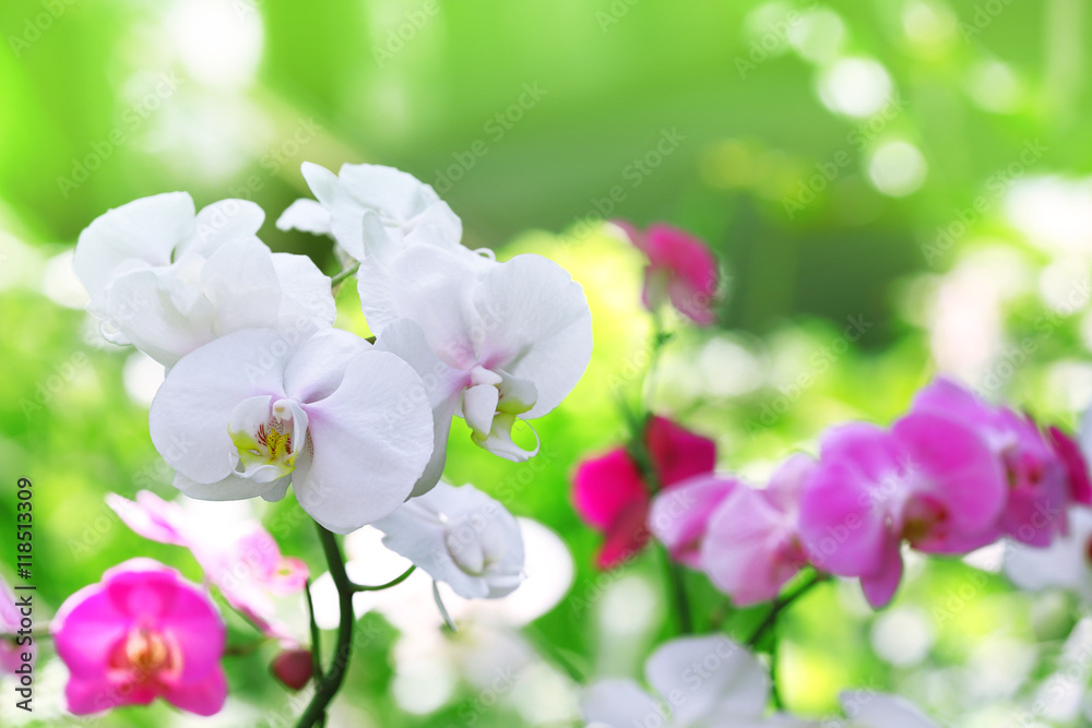 Beautiful orchid flowers on blurred nature background