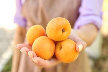 Woman holding few apricots, closeup