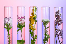 Flowers And Plants In Test Tubes On Wooden Background. The Concept Of Biological Research