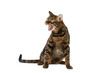 Bengal cat hisses on white background