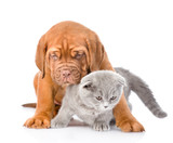 Fototapeta Zwierzęta - friendly puppy embracing cute cat. isolated on white background