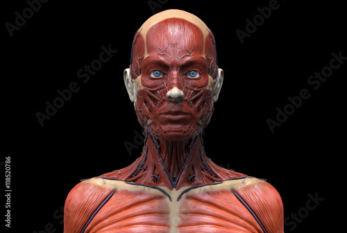 Human Anatomy Of A Female Anatomy Of The Head Neck And Chest In Realistic 3d Rendering Stock Illustration Adobe Stock