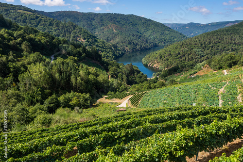 Fotografie, Obraz Vineyards along the River Minho, Lugo (Spain)