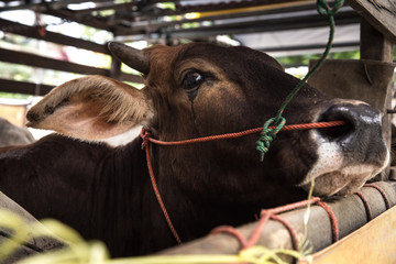 Crying  Cow, closeup shot selective focus on eye.