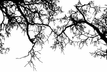 tree branch on a white background