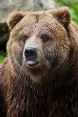 Poster - Mainland grizzly (Ursus arctos horribilis).