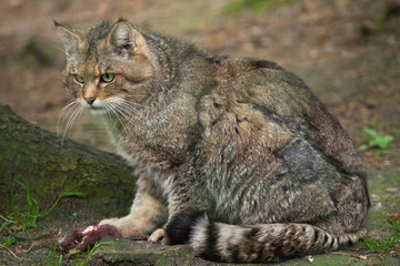 Poster - European wildcat (Felis silvestris silvestris).