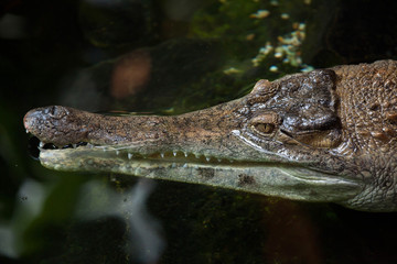 Wall Mural - Slender-snouted crocodile (Mecistops cataphractus).