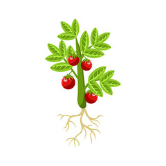 Sticker - Fresh Tomato Primitive Realistic Illustration