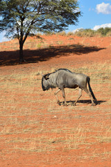 Wall Mural - blue wildebeest antelope