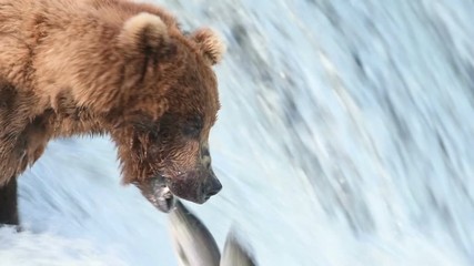 slow motion of alaskan brown bear fishing for salmon and catching one at brooks falls in katmai nati