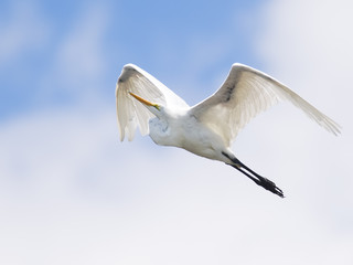 Wall Mural - Great Egret in Flight looking Angelic