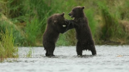 slow motion of two alaskan brown bear cubs play fighting in the shallows of the brooks river in katm