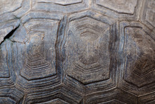 Turtle Carapace / Abstract Texture Background Of Dirty Turtle Carapace.