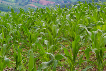 green young corn in farm