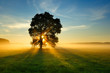 Oak Tree in Meadow at Sunrise, Sunbeams breaking through Morning Fog