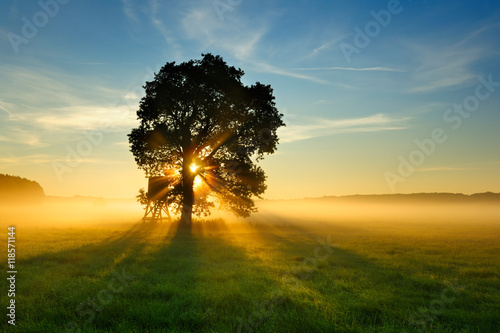 Fotomural Oak Tree in Meadow at Sunrise, Sunbeams breaking through Morning Fog