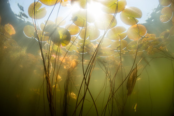 Lily Pads and Bright Sunlight in Pond