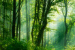 Green Forest of Deciduous Trees Illuminated by Sunbeams through Fog