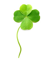 Green Four-leaf Clover Isolated On White