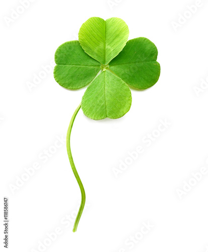 Cuadros en Lienzo Green four-leaf clover isolated on white
