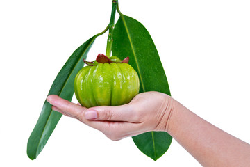 Wall Mural - Garcinia cambogia fresh fruit on human hand, isolated on white.