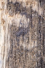 old wood texture

