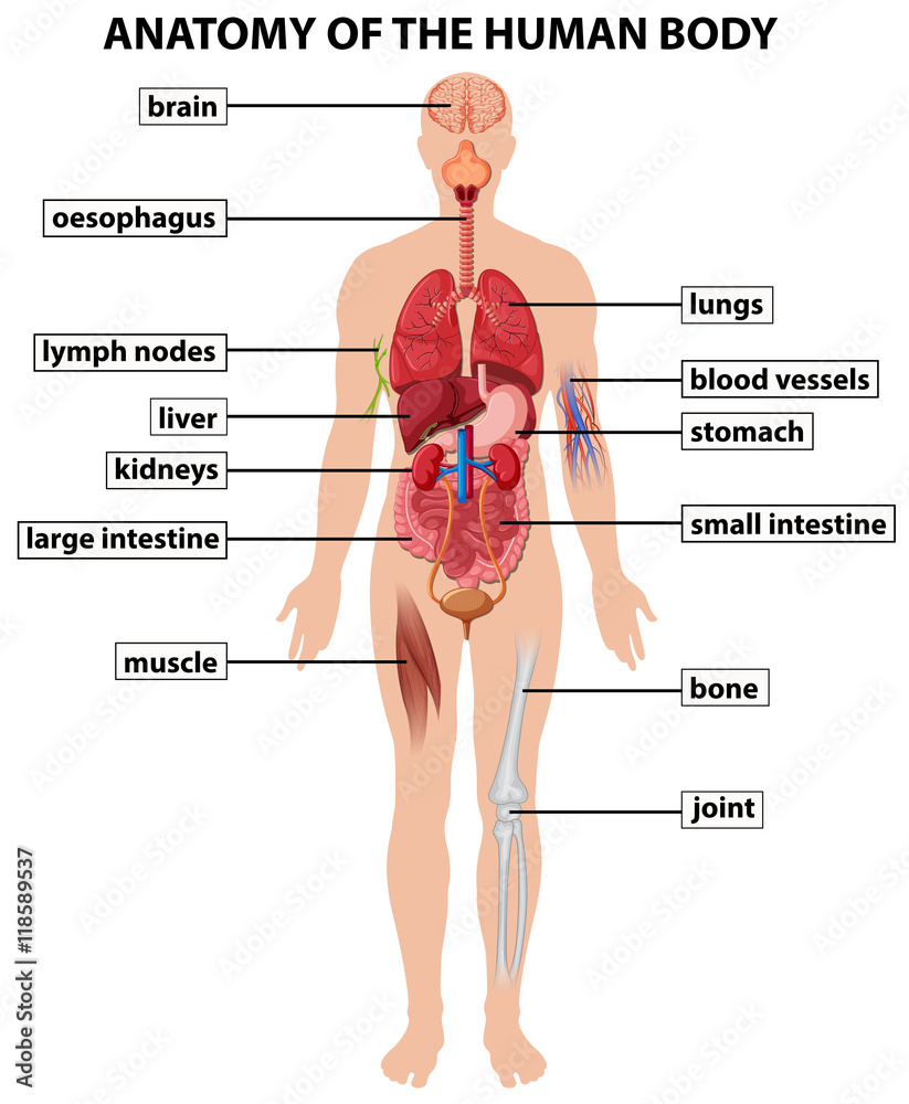 My Body and Me | KiwiCo, image size:823x1000