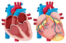Diagram Showing Human Hearts