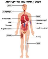 Canvas Print - Diagram showing anatomy of human body
