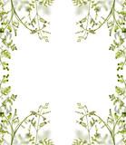 Fototapeta Panele - green young spring fern branches frame