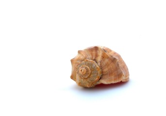 Beautiful seashell on the white background.