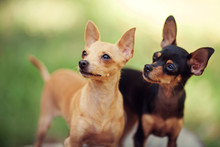 One Beautiful Small Russian Toy Terrier Dog Outdoors On Summer Sunny Day