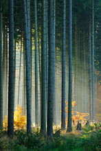 Autumn, Forest Of Spruce Trees Illuminated By Sunbeams Through Fog, Leafs Changing Colour, Real Photograph, No Composing