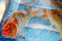 Two Koi Fish In A Plastic Bag In Malacca, Malaysia