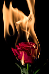 rose on fire