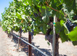 vineyard in napa valley during summer