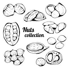 Wall Mural - Nuts collection, hand drawn set isolated on white background