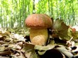 Oak mushroom (boletus reticulatus) in deciduous forest