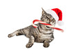 Funny Santa Cat With Candy Cane