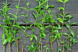 Fototapeta Lawenda - Zielona lawenda leżąca na szarych deskach