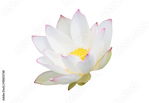 White Water Lily Flower Lotus And Background The White Water Lily Flower Lotus And Background The
