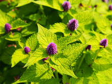 Yellow And Violet Agastache Foeniculum 'Golden Jubilee' (blue Giant Hyssop, Anise Hyssop)  