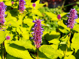 Wall Mural - Yellow and violet Agastache foeniculum 'Golden Jubilee' (blue giant hyssop, anise hyssop)  