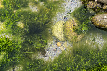 Wall Mural - overgrown coastal detail