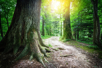 Wall Mural - Sunlit Tree Forest