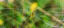Wasp Spider, Argiope, Spider Web Covered By Water Droplets And Dew