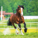 Fototapeta Konie - Bay Vladimir Heavy Draft horse runs gallop on the meadow